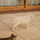 lo de pierna es que como no paro me he ensuciado, este gatito me volvera loca